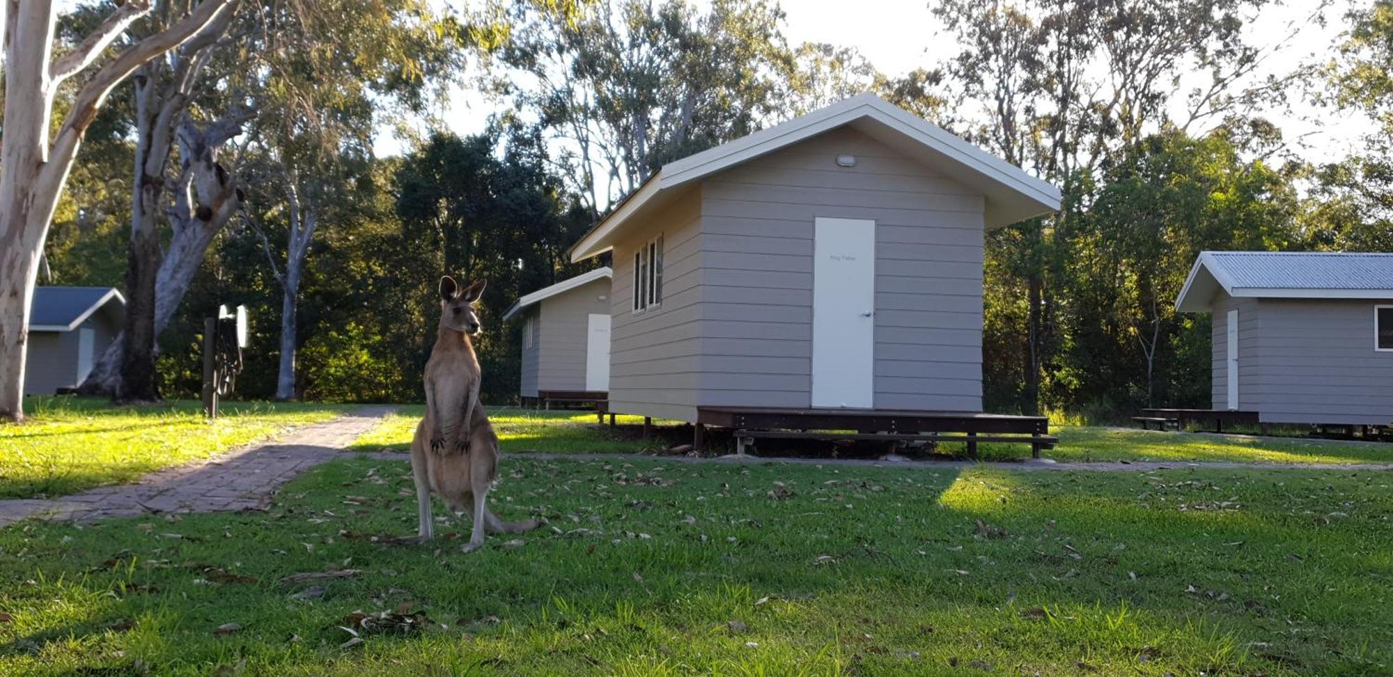 Kangarooms Noosa Everglades Cootharaba Екстериор снимка